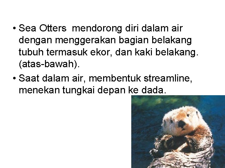  • Sea Otters mendorong diri dalam air dengan menggerakan bagian belakang tubuh termasuk
