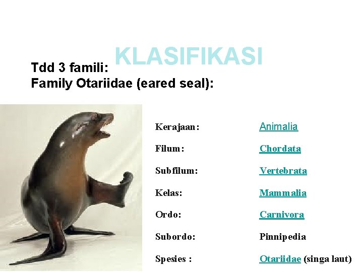 KLASIFIKASI Tdd 3 famili: Family Otariidae (eared seal): Kerajaan: Animalia Filum: Chordata Subfilum: Vertebrata