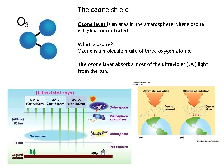 The ozone shield Ozone layer is an area in the stratosphere where ozone is