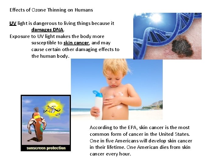Effects of Ozone Thinning on Humans UV light is dangerous to living things because