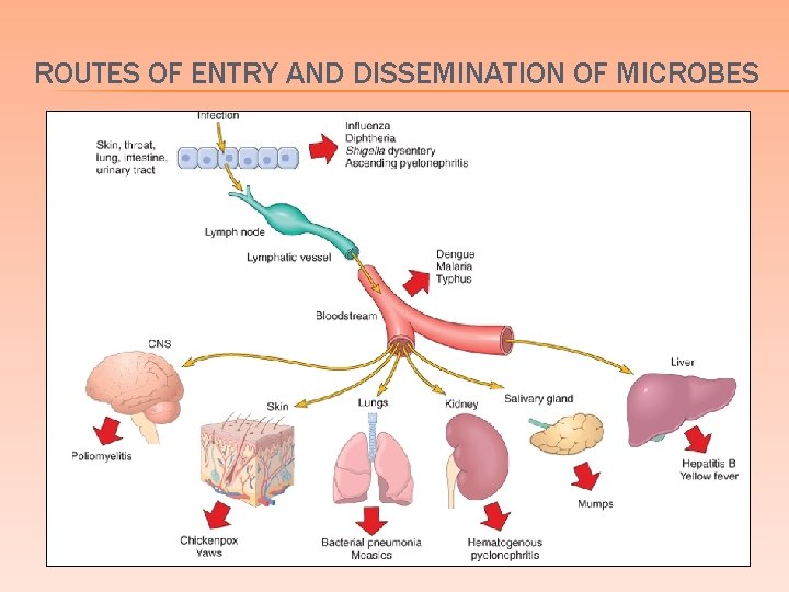 ROUTES OF ENTRY AND DISSEMINATION OF MICROBES 
