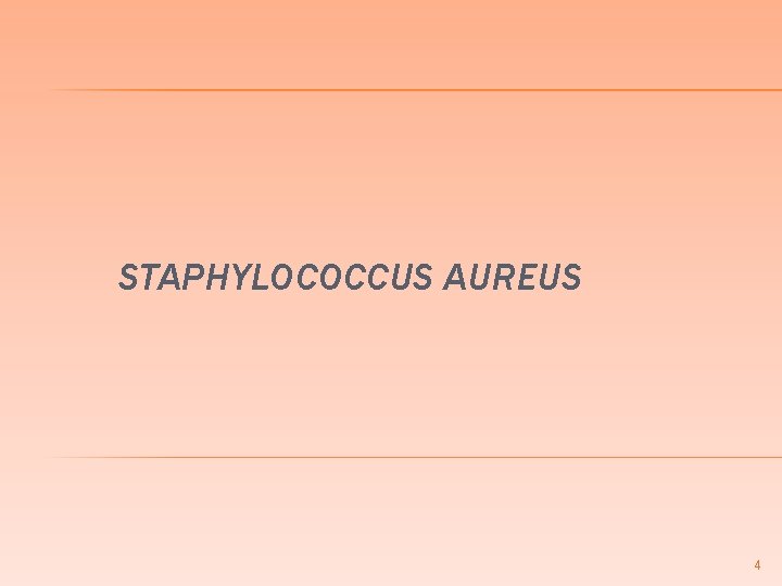 STAPHYLOCOCCUS AUREUS 4 