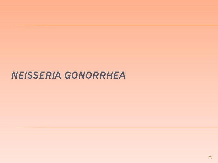 NEISSERIA GONORRHEA 75 