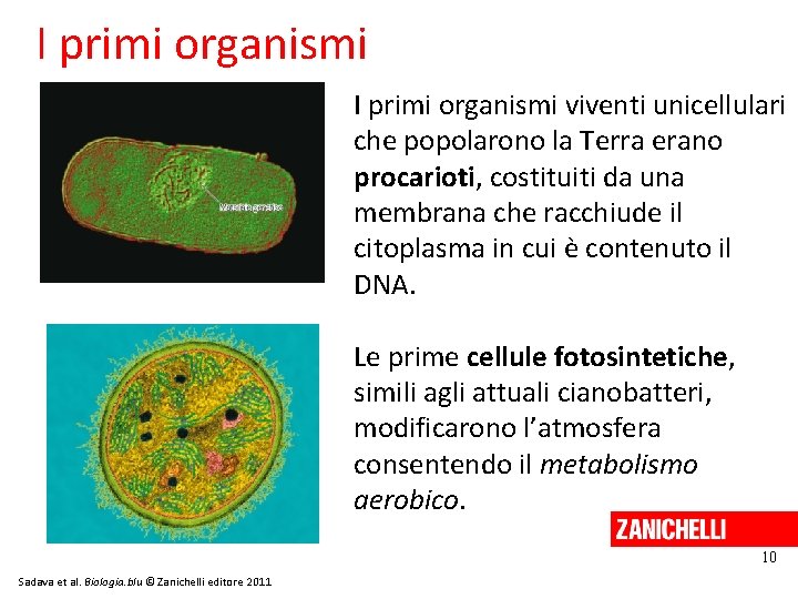 I primi organismi viventi unicellulari che popolarono la Terra erano procarioti, costituiti da una