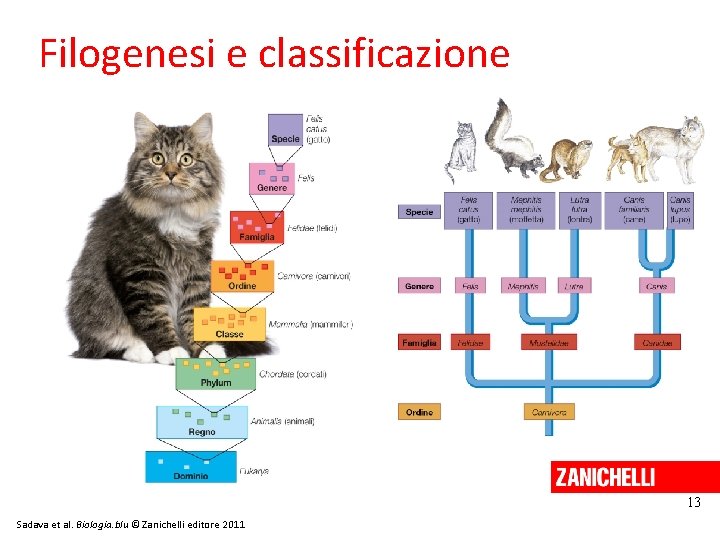 Filogenesi e classificazione 13 Sadava et al. Biologia. blu © Zanichelli editore 2011 