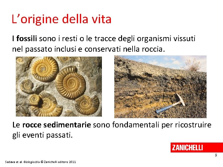 L’origine della vita I fossili sono i resti o le tracce degli organismi vissuti