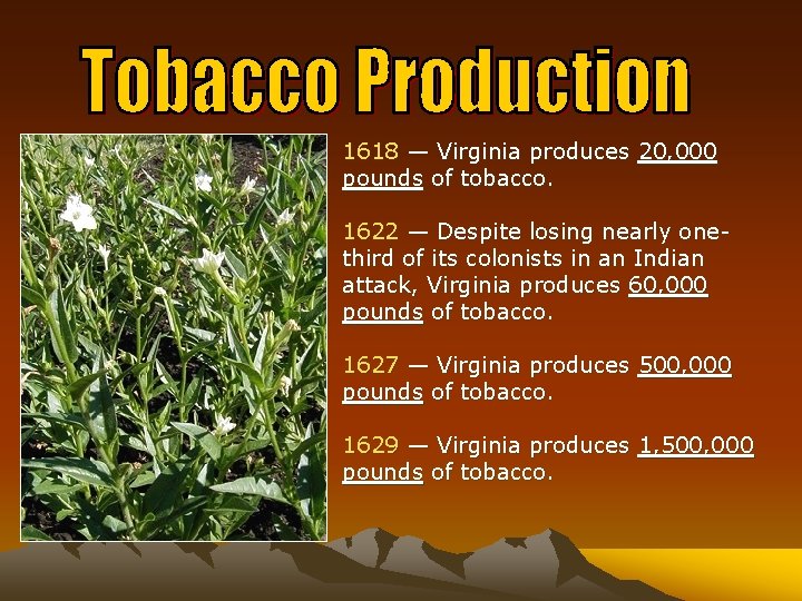 1618 — Virginia produces 20, 000 pounds of tobacco. 1622 — Despite losing nearly