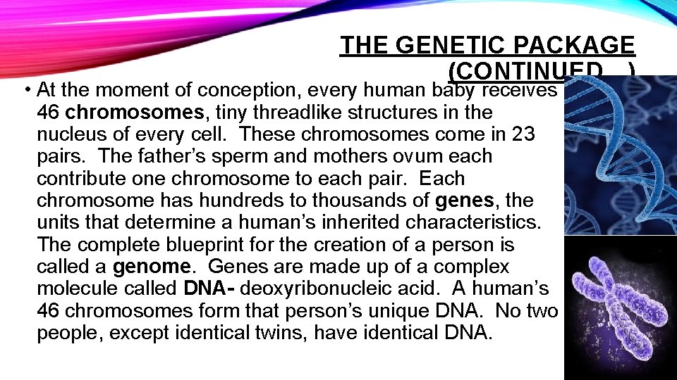 THE GENETIC PACKAGE (CONTINUED…) • At the moment of conception, every human baby receives
