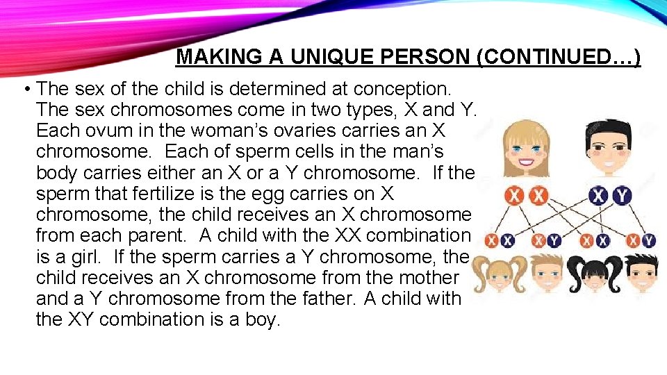 MAKING A UNIQUE PERSON (CONTINUED…) • The sex of the child is determined at