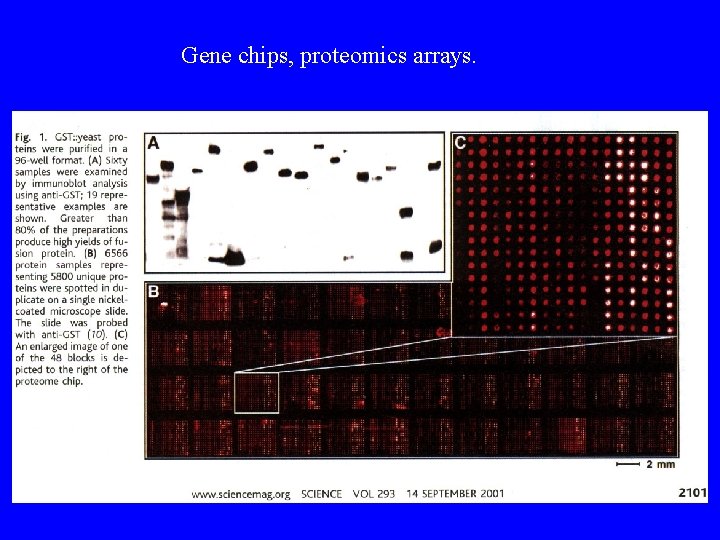 Gene chips, proteomics arrays. 