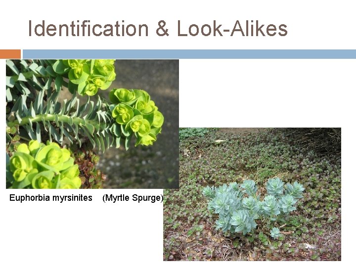 Identification & Look-Alikes Euphorbia myrsinites (Myrtle Spurge) Identification & Look-Alikes Euphorbia myrsinites (Myrtle Spurge)