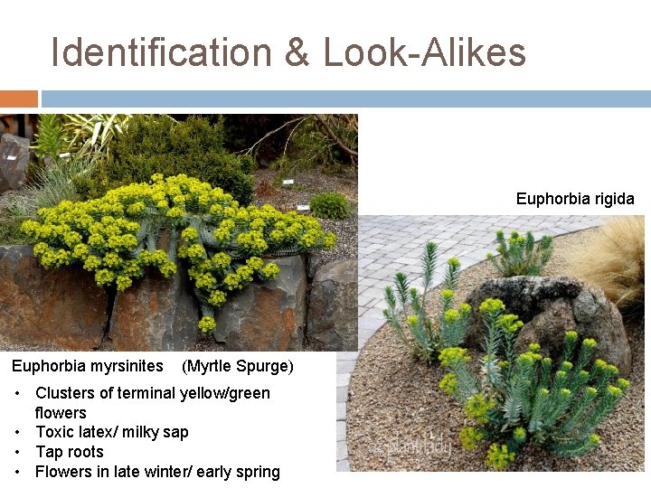 Identification & Look-Alikes Euphorbia rigida Euphorbia myrsinites (Myrtle Spurge) • Clusters of terminal yellow/green Identification & Look-Alikes Euphorbia rigida Euphorbia myrsinites (Myrtle Spurge) • Clusters of terminal yellow/green
