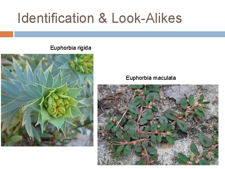 Identification & Look-Alikes Euphorbia rigida Euphorbia maculata Identification & Look-Alikes Euphorbia rigida Euphorbia maculata