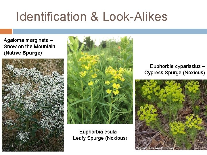 Identification & Look-Alikes Agaloma marginata – Snow on the Mountain (Native Spurge) Euphorbia cyparissius Identification & Look-Alikes Agaloma marginata – Snow on the Mountain (Native Spurge) Euphorbia cyparissius