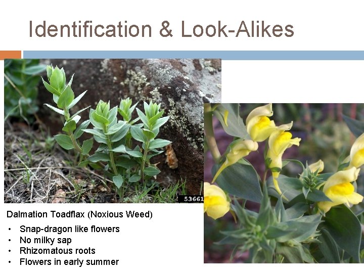 Identification & Look-Alikes Dalmation Toadflax (Noxious Weed) • • Snap-dragon like flowers No milky Identification & Look-Alikes Dalmation Toadflax (Noxious Weed) • • Snap-dragon like flowers No milky