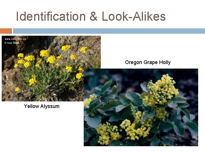 Identification & Look-Alikes Oregon Grape Holly Yellow Alyssum Identification & Look-Alikes Oregon Grape Holly Yellow Alyssum