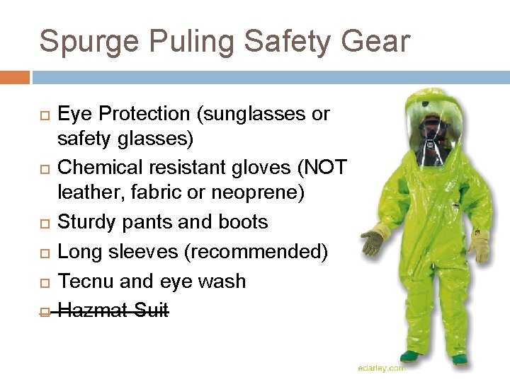 Spurge Puling Safety Gear Eye Protection (sunglasses or safety glasses) Chemical resistant gloves (NOT Spurge Puling Safety Gear Eye Protection (sunglasses or safety glasses) Chemical resistant gloves (NOT