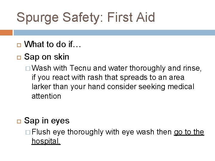 Spurge Safety: First Aid What to do if… Sap on skin � Wash with Spurge Safety: First Aid What to do if… Sap on skin � Wash with