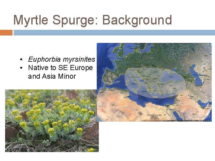 Myrtle Spurge: Background • Euphorbia myrsinites • Native to SE Europe and Asia Minor Myrtle Spurge: Background • Euphorbia myrsinites • Native to SE Europe and Asia Minor