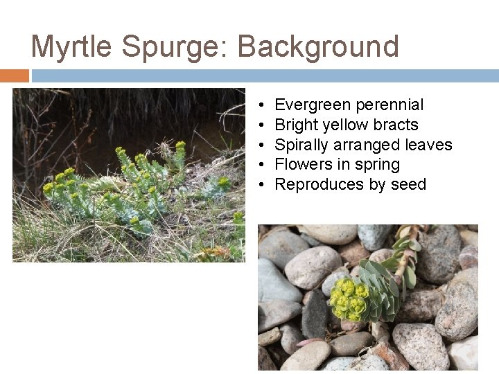 Myrtle Spurge: Background • • • Evergreen perennial Bright yellow bracts Spirally arranged leaves Myrtle Spurge: Background • • • Evergreen perennial Bright yellow bracts Spirally arranged leaves
