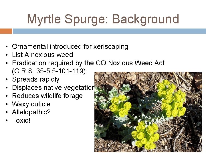 Myrtle Spurge: Background • Ornamental introduced for xeriscaping • List A noxious weed • Myrtle Spurge: Background • Ornamental introduced for xeriscaping • List A noxious weed •