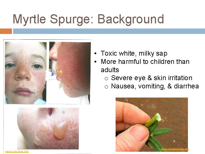 Myrtle Spurge: Background • Toxic white, milky sap • More harmful to children than Myrtle Spurge: Background • Toxic white, milky sap • More harmful to children than