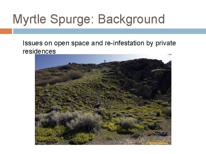 Myrtle Spurge: Background Issues on open space and re-infestation by private residences www. sltrib. Myrtle Spurge: Background Issues on open space and re-infestation by private residences www. sltrib.