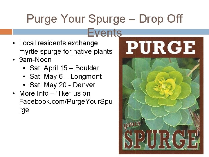 Purge Your Spurge – Drop Off Events • Local residents exchange myrtle spurge for Purge Your Spurge – Drop Off Events • Local residents exchange myrtle spurge for