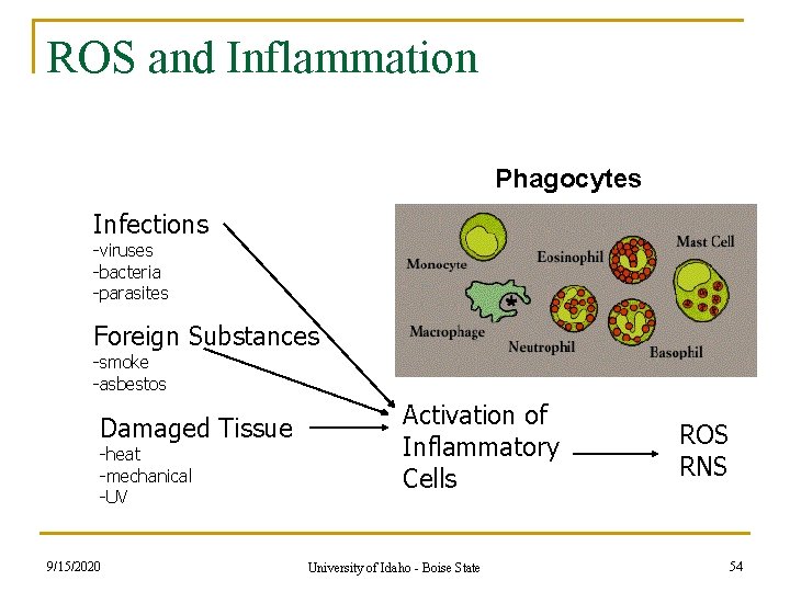 ROS and Inflammation Phagocytes Infections -viruses -bacteria -parasites Foreign Substances -smoke -asbestos Damaged Tissue ROS and Inflammation Phagocytes Infections -viruses -bacteria -parasites Foreign Substances -smoke -asbestos Damaged Tissue