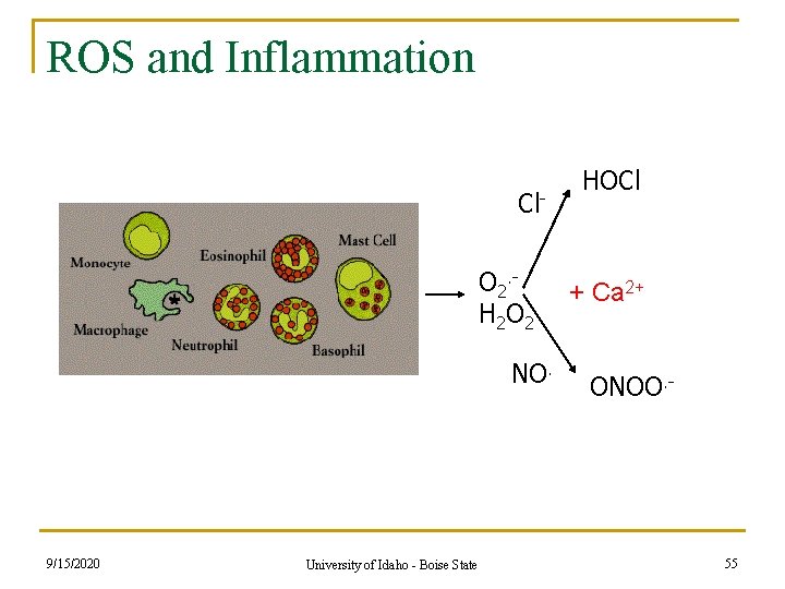 ROS and Inflammation Cl. O 2. H 2 O 2 NO. 9/15/2020 University of ROS and Inflammation Cl. O 2. H 2 O 2 NO. 9/15/2020 University of