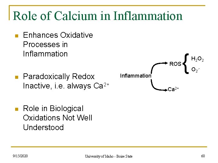 Role of Calcium in Inflammation n Enhances Oxidative Processes in Inflammation ROS n n Role of Calcium in Inflammation n Enhances Oxidative Processes in Inflammation ROS n n