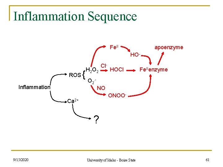 Inflammation Sequence Fe. II apoenzyme HO· ROS Inflammation { H 2 O 2 Cl- Inflammation Sequence Fe. II apoenzyme HO· ROS Inflammation { H 2 O 2 Cl-