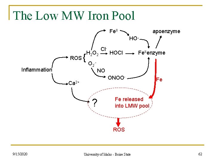 The Low MW Iron Pool Fe. II apoenzyme HO· ROS Inflammation { H 2 The Low MW Iron Pool Fe. II apoenzyme HO· ROS Inflammation { H 2