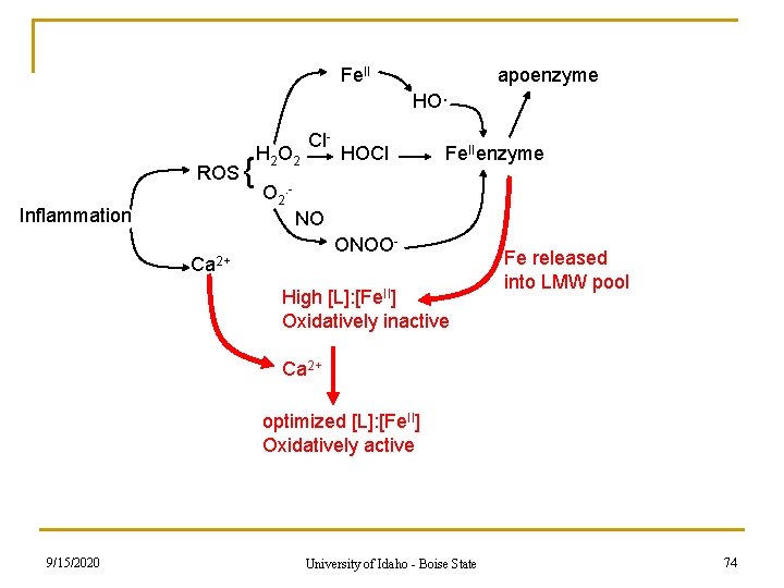 Fe. II apoenzyme HO· ROS Inflammation { H 2 O 2 Cl- HOCl Fe. Fe. II apoenzyme HO· ROS Inflammation { H 2 O 2 Cl- HOCl Fe.
