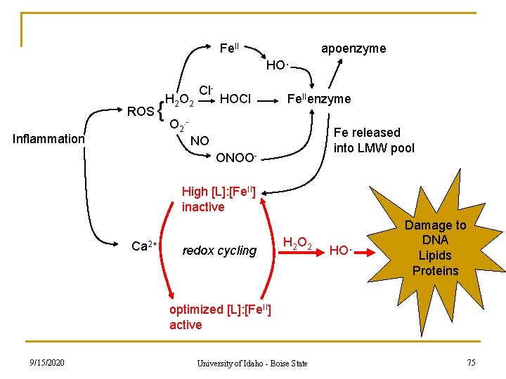 Fe. II apoenzyme HO· ROS { Inflammation H 2 O 2 Cl- HOCl Fe. Fe. II apoenzyme HO· ROS { Inflammation H 2 O 2 Cl- HOCl Fe.