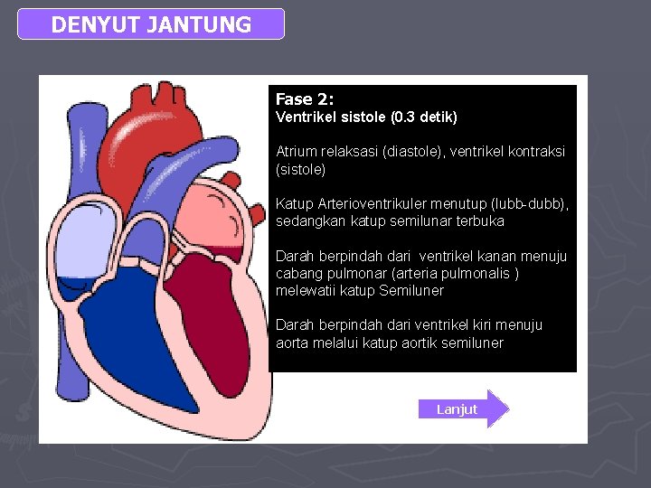 DENYUT JANTUNG Fase 2: Ventrikel sistole (0. 3 detik) Atrium relaksasi (diastole), ventrikel kontraksi