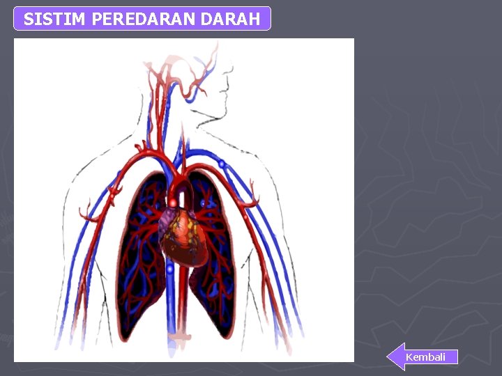 SISTIM PEREDARAN DARAH Kembali 