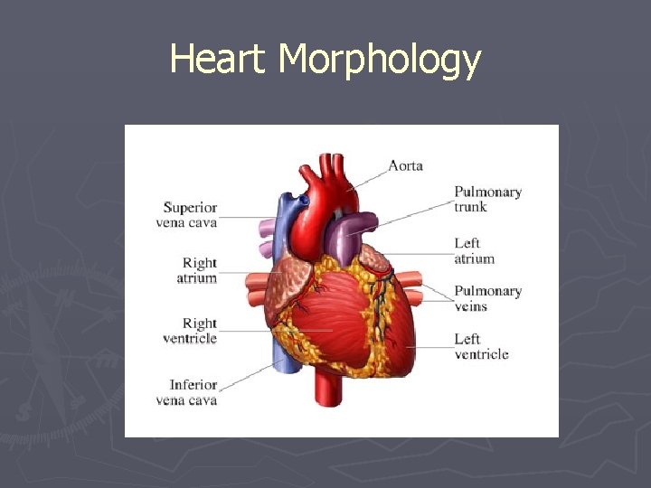 Heart Morphology 