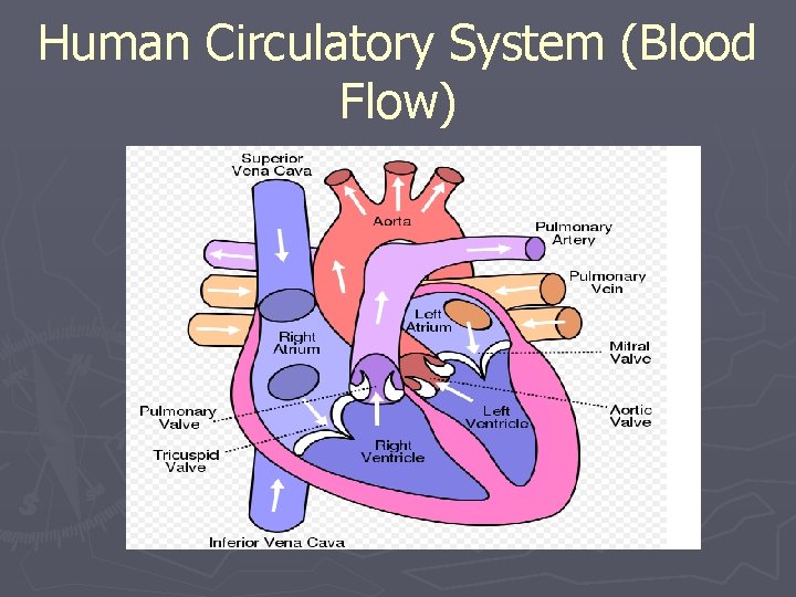 Human Circulatory System (Blood Flow) 