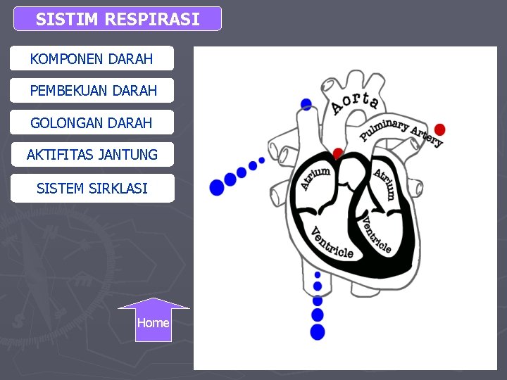 SISTIM RESPIRASI KOMPONEN DARAH KOMPONEN PEMBEKUAN DARAH GOLONGAN DARAH AKTIFITAS JANTUNG SISTEM SIRKLASI Home