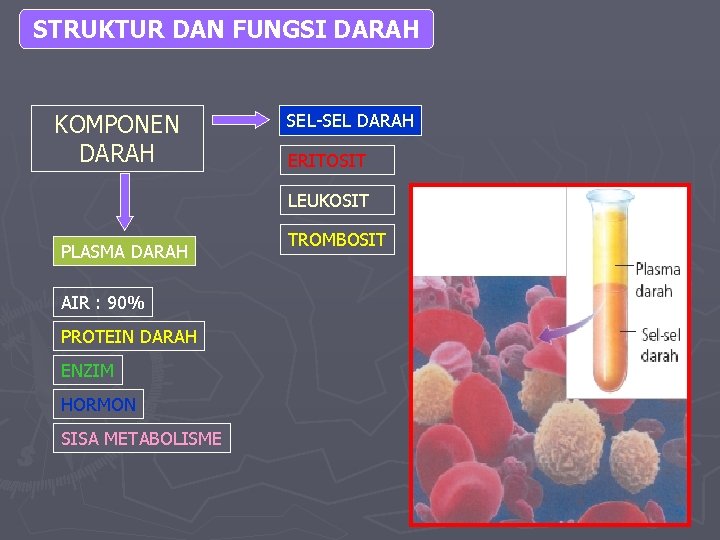 STRUKTUR DAN FUNGSI DARAH KOMPONEN DARAH SEL-SEL DARAH ERITOSIT LEUKOSIT PLASMA DARAH AIR :