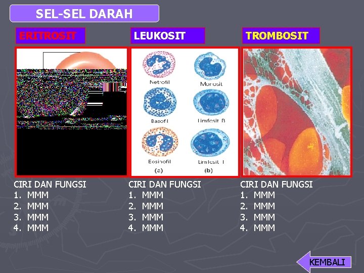 SEL-SEL DARAH ERITROSIT CIRI DAN FUNGSI 1. MMM 2. MMM 3. MMM 4. MMM