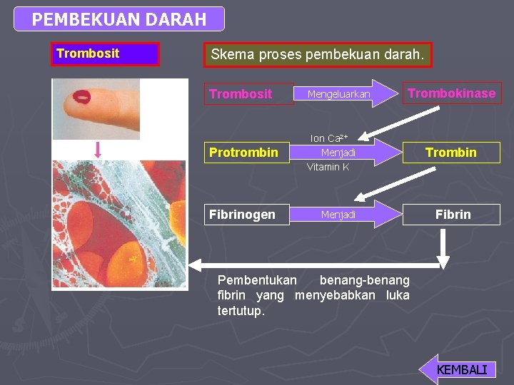 PEMBEKUAN DARAH Trombosit Skema proses pembekuan darah. Trombosit Mengeluarkan Protrombin Ion Ca 2+ Menjadi
