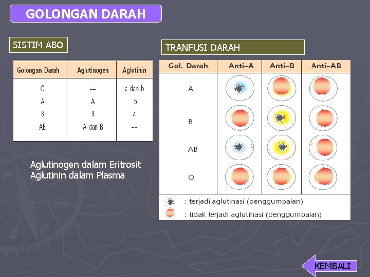 GOLONGAN DARAH SISTIM ABO TRANFUSI DARAH Aglutinogen dalam Eritrosit Aglutinin dalam Plasma KEMBALI 