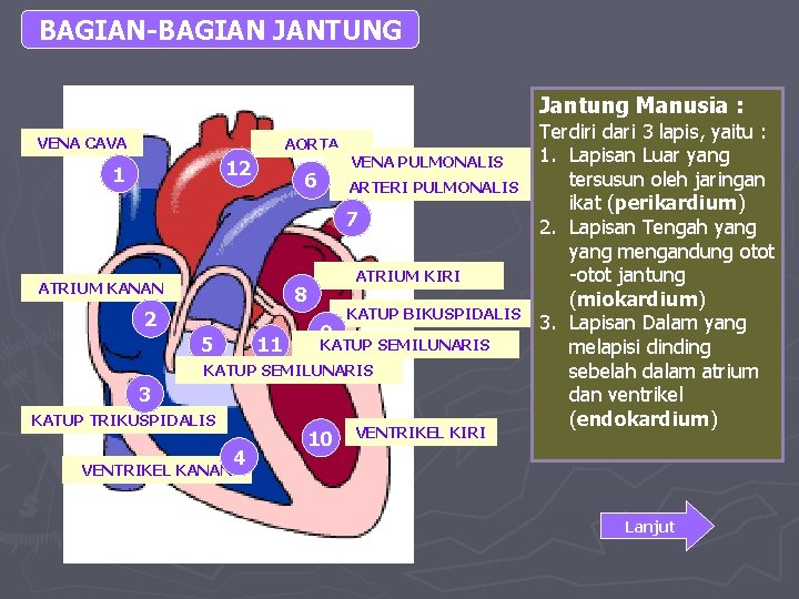 BAGIAN-BAGIAN JANTUNG Jantung Manusia : VENA CAVA AORTA 12 1 6 VENA PULMONALIS ARTERI