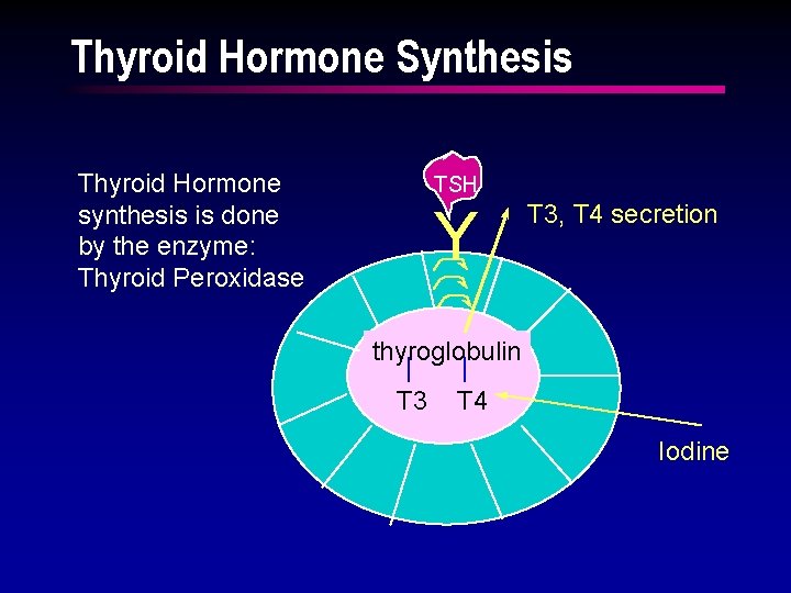 Thyroid Hormone Synthesis Thyroid Hormone synthesis is done by the enzyme: Thyroid Peroxidase TSH