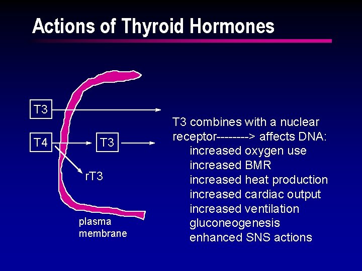 Actions of Thyroid Hormones T 3 T 4 T 3 r. T 3 plasma