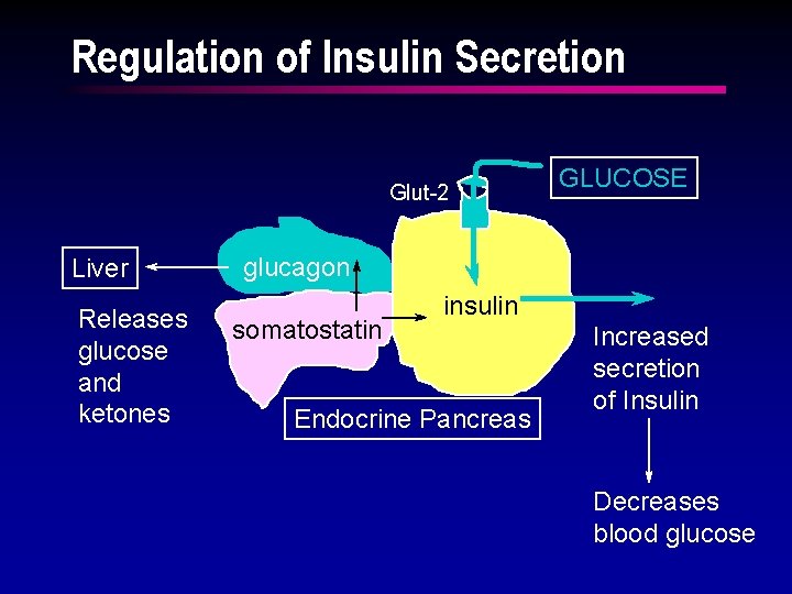 Regulation of Insulin Secretion Glut-2 Liver Releases glucose and ketones GLUCOSE glucagon somatostatin insulin