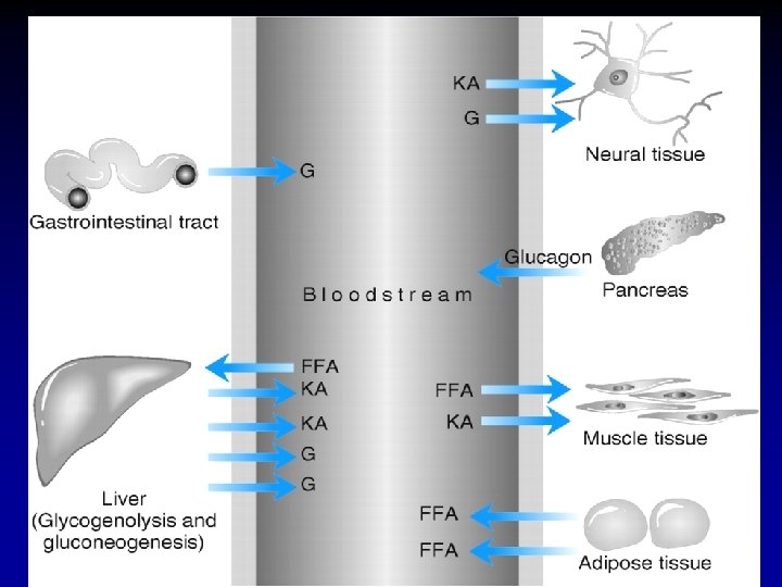 Figure: 41 -4 Metabolism in type 1 diabetes 