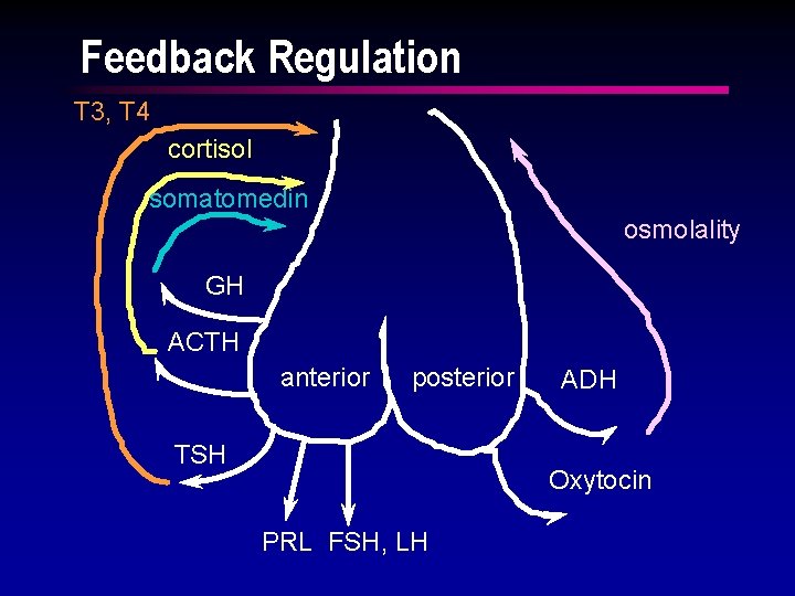 Feedback Regulation T 3, T 4 cortisol somatomedin osmolality GH ACTH anterior posterior TSH